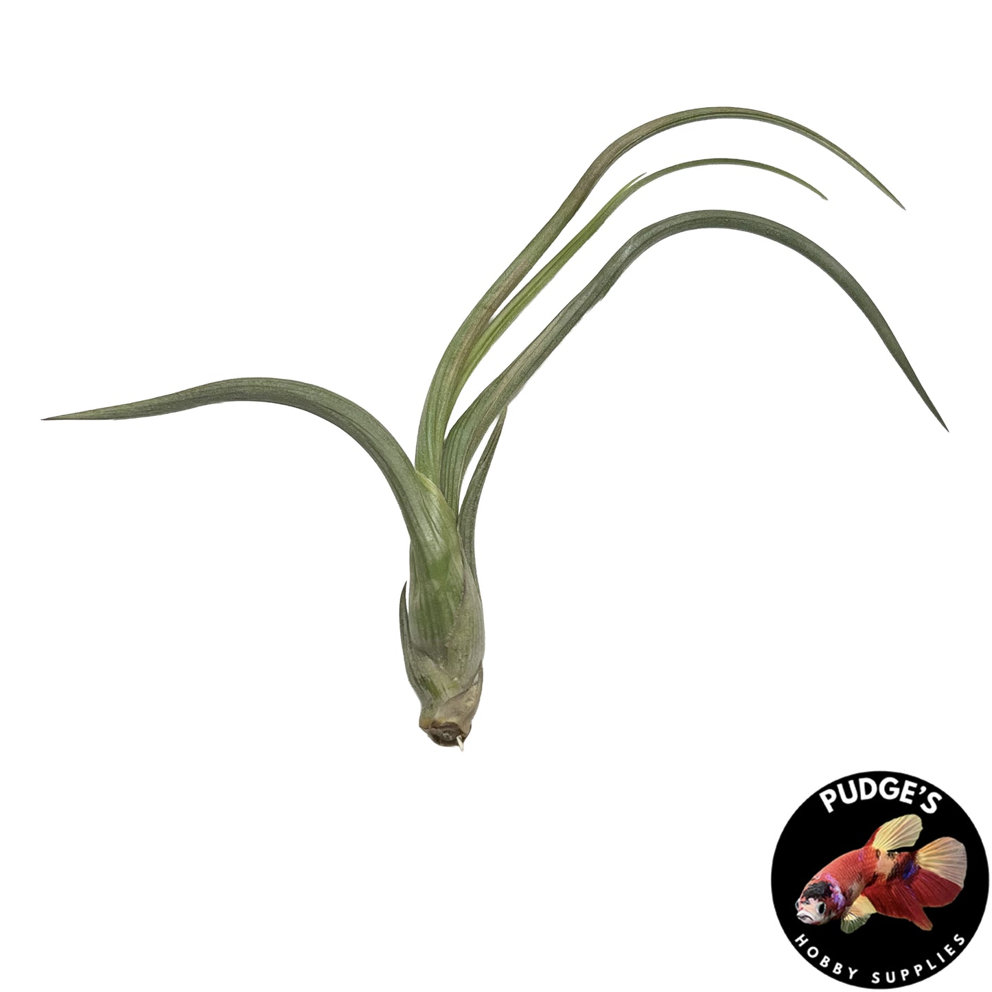 Air Plants - Tillandsia