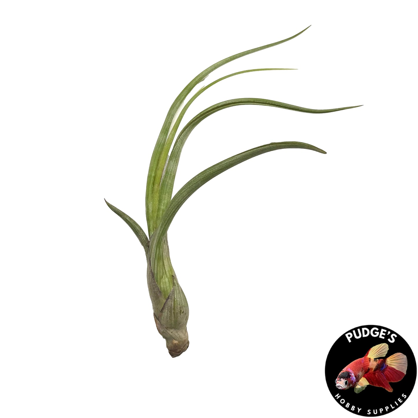 Air Plants - Tillandsia