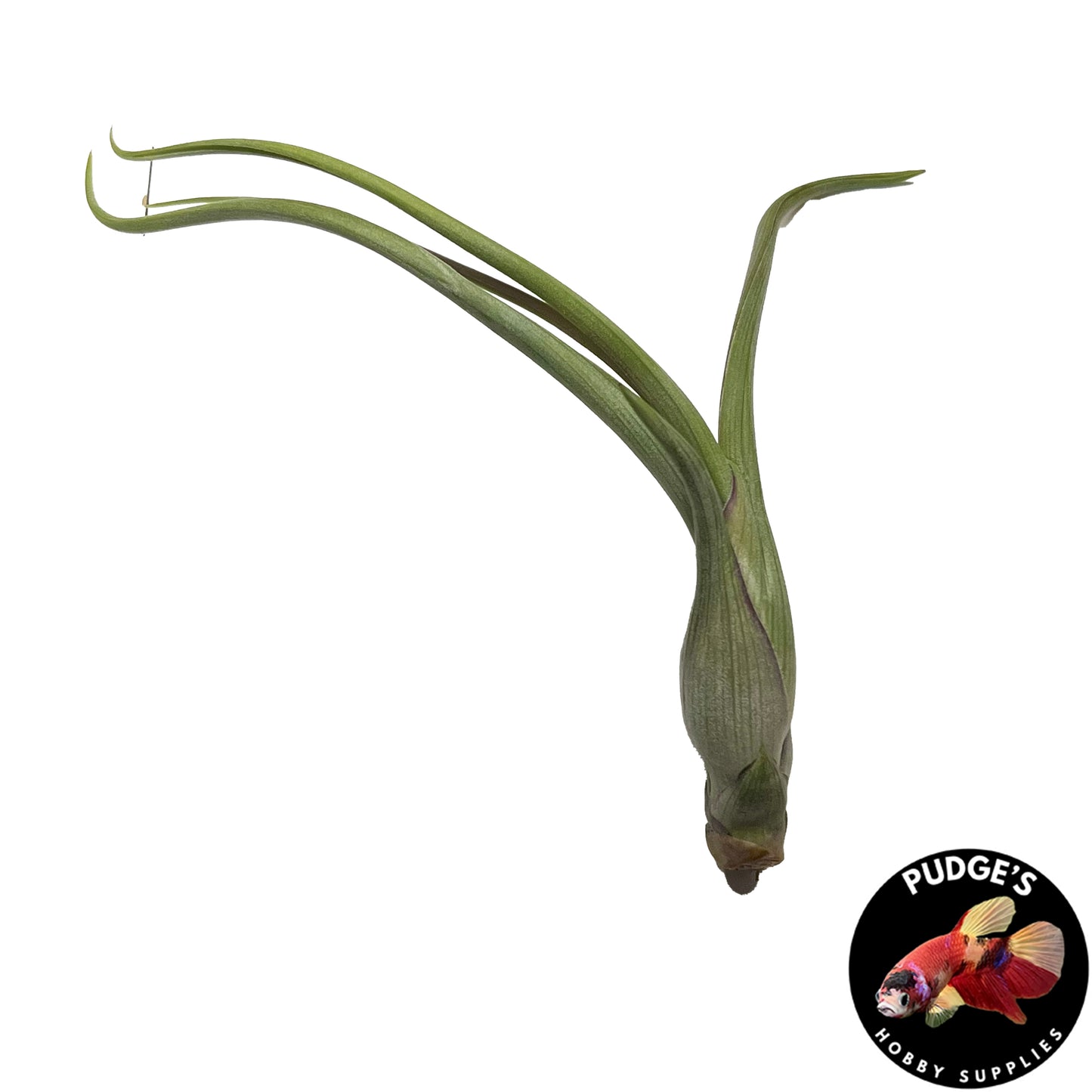 Air Plants - Tillandsia