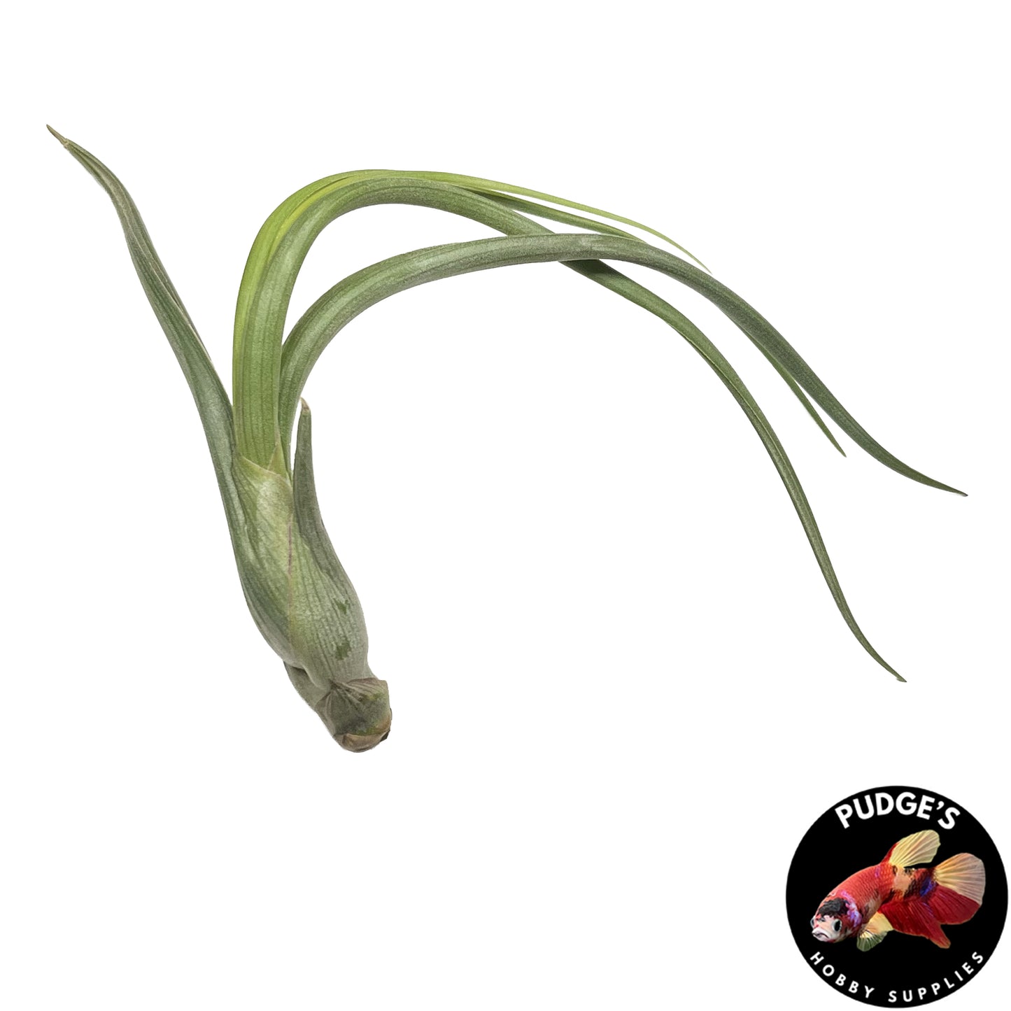 Air Plants - Tillandsia