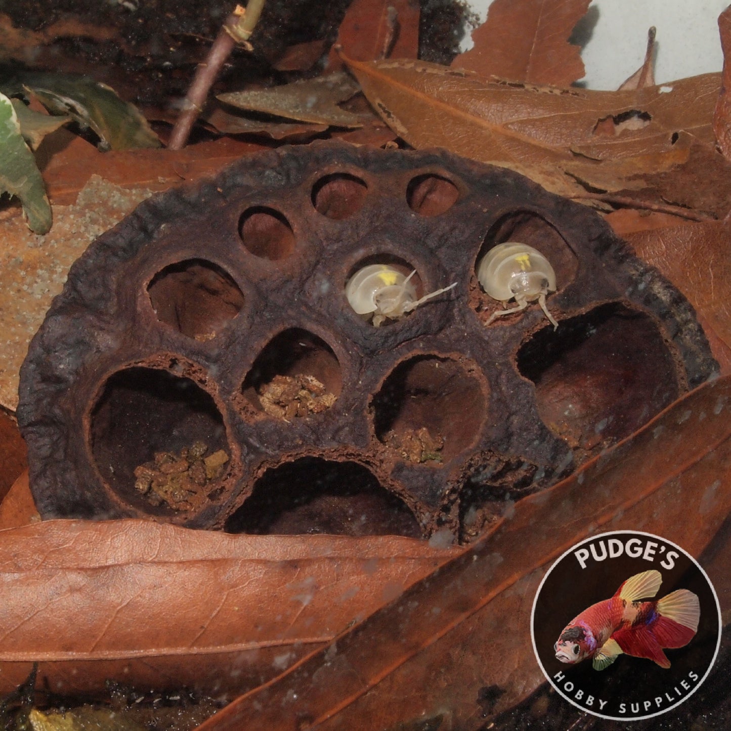 Dried Lotus Pods