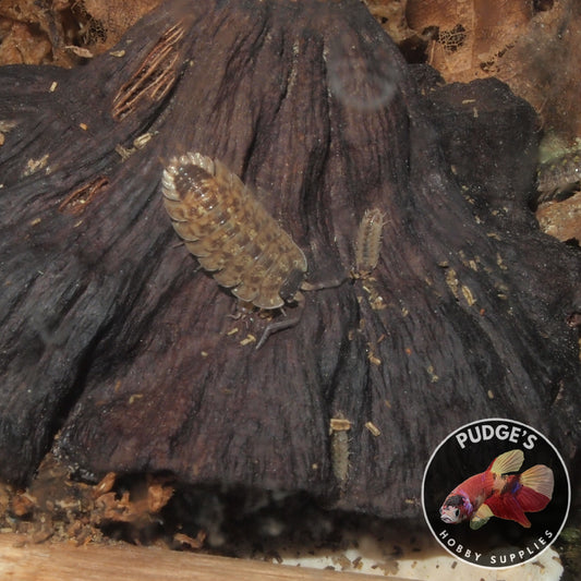 Brickwork Isopods - Porcellio Spinicornis