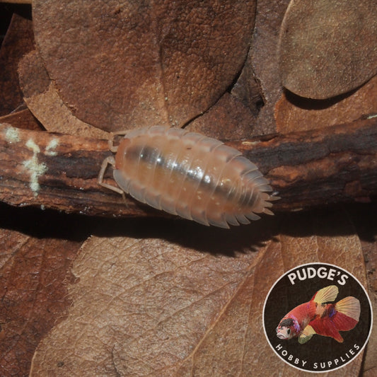 BC Maple Isopods - Oniscus Asellus
