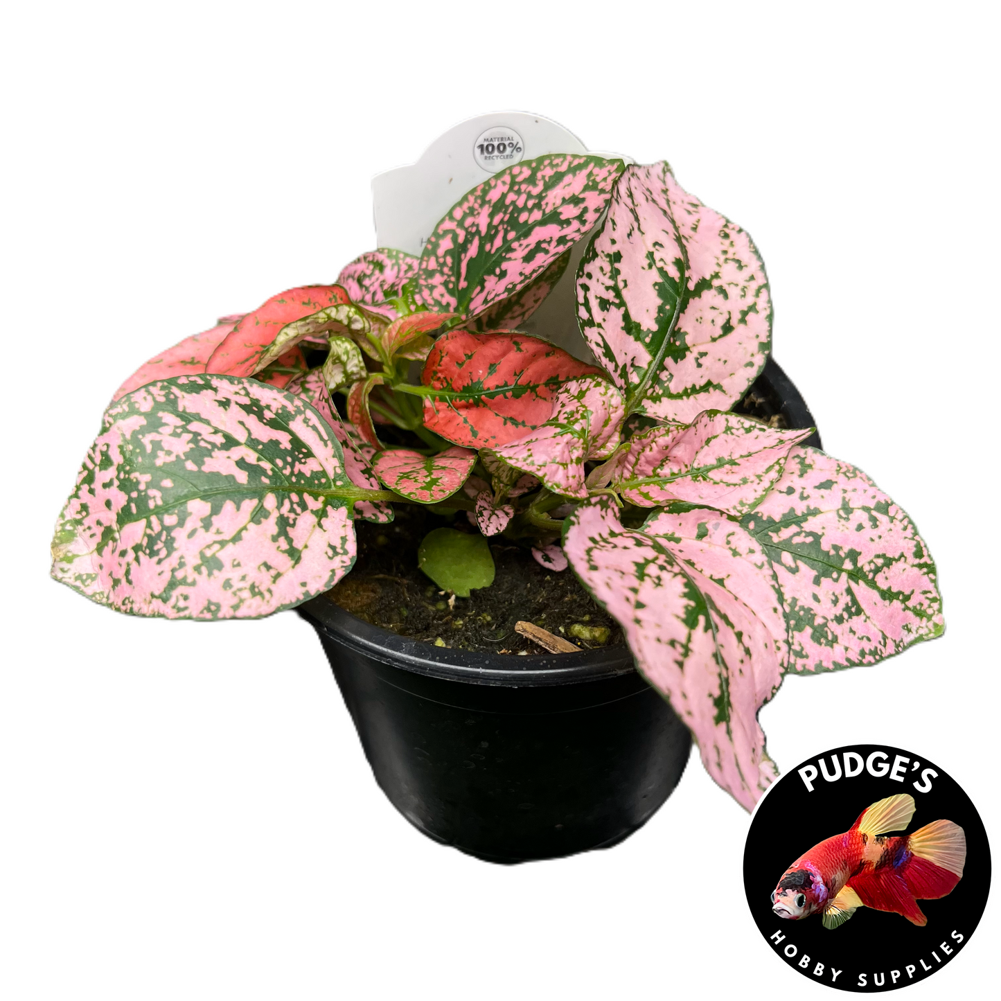 Polka Dot Plant - Hypoestes phyllostachya