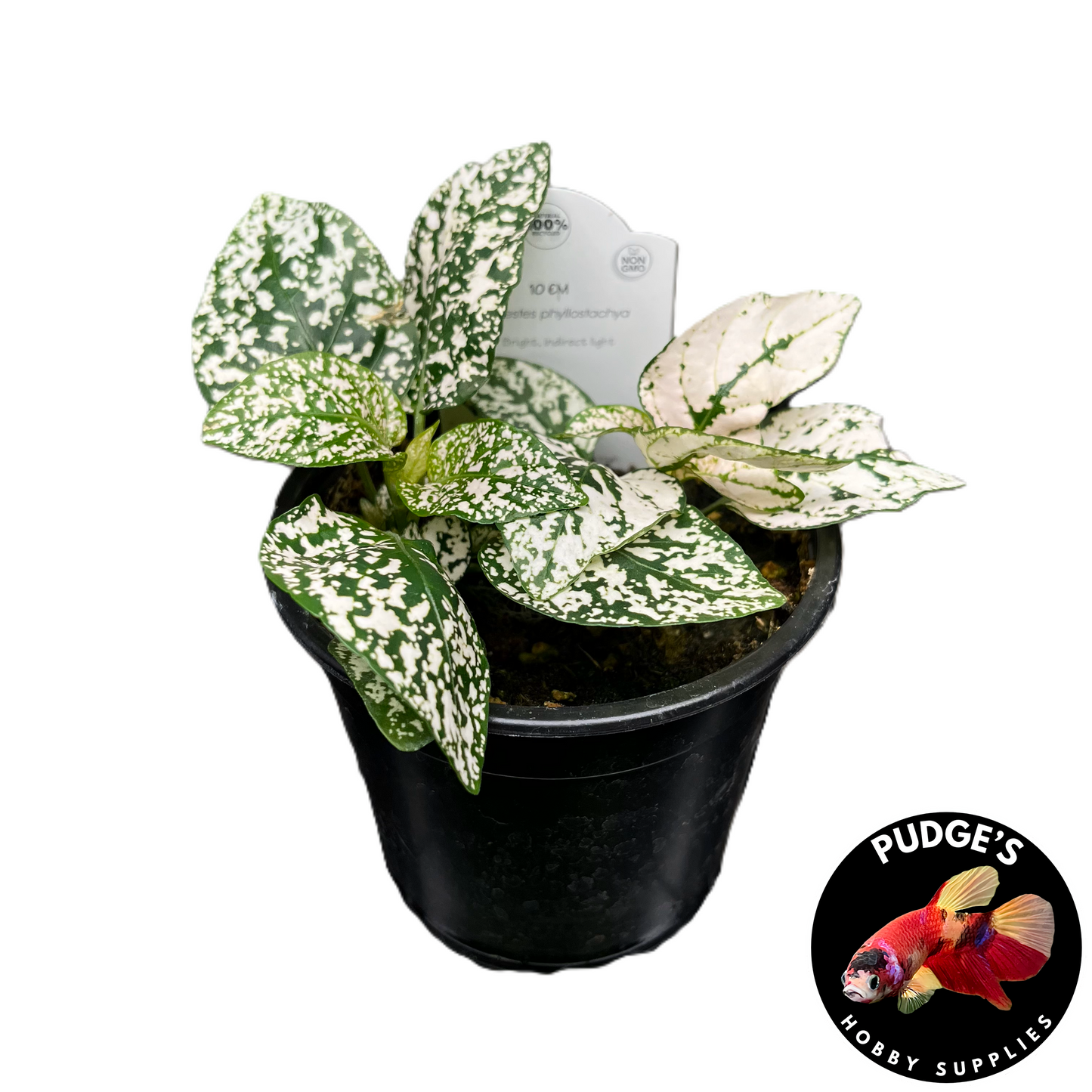 Polka Dot Plant - Hypoestes phyllostachya