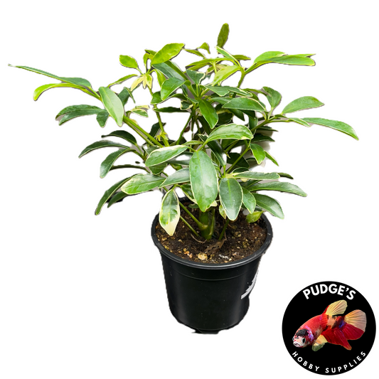 Umbrella Plant - Schefflera