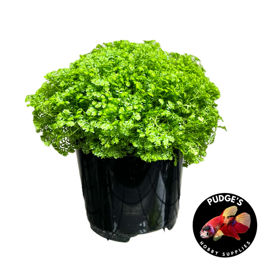 Spikemoss - 4" Pot