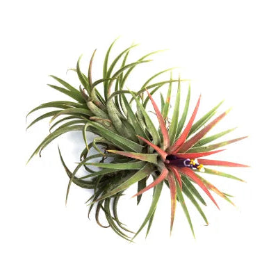 Air Plants - Tillandsia